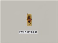 藏品(昆蟲綱)的圖片